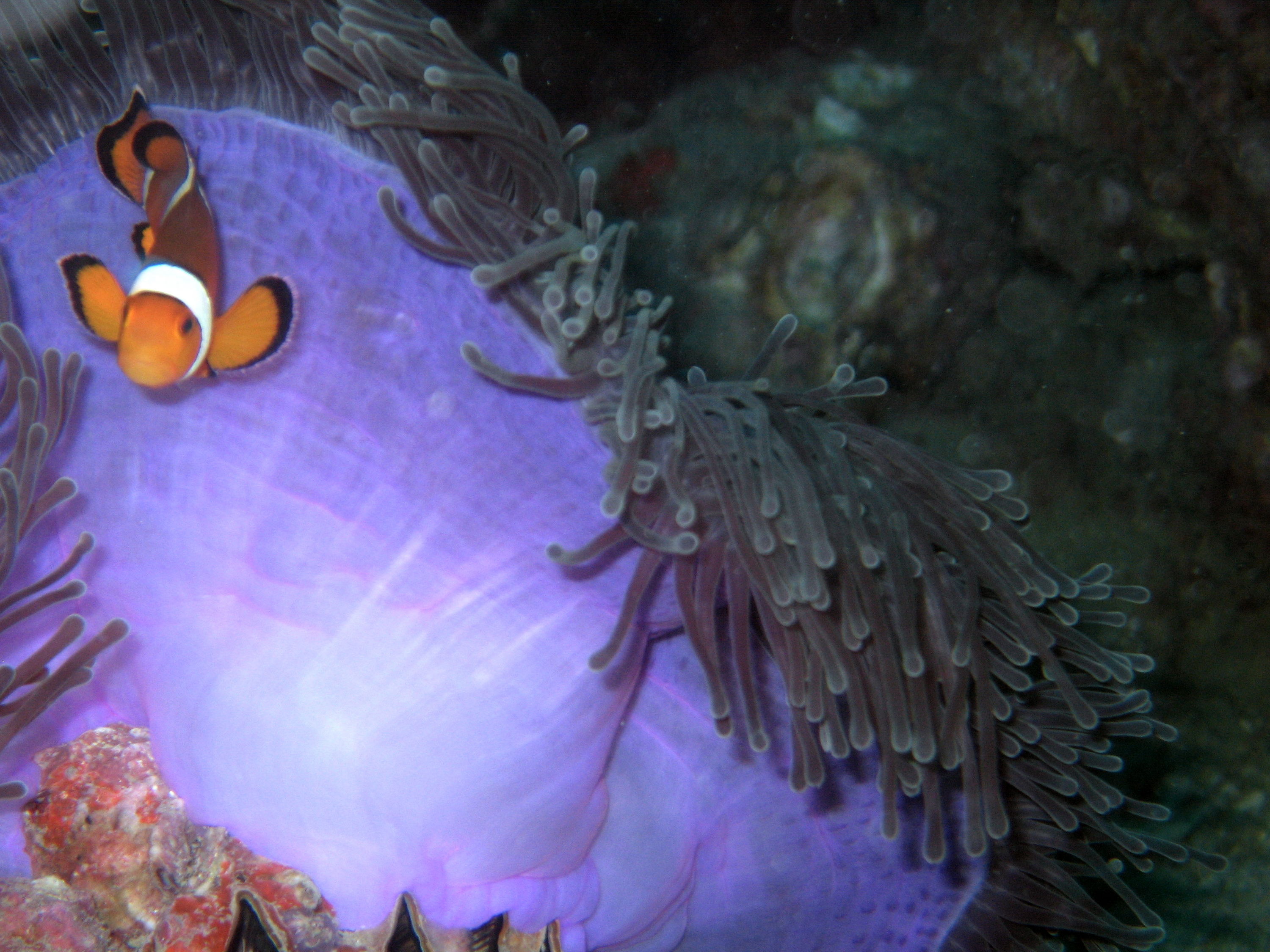 Clown fish and purple anemone