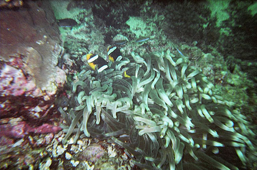 Clown fish in anemone