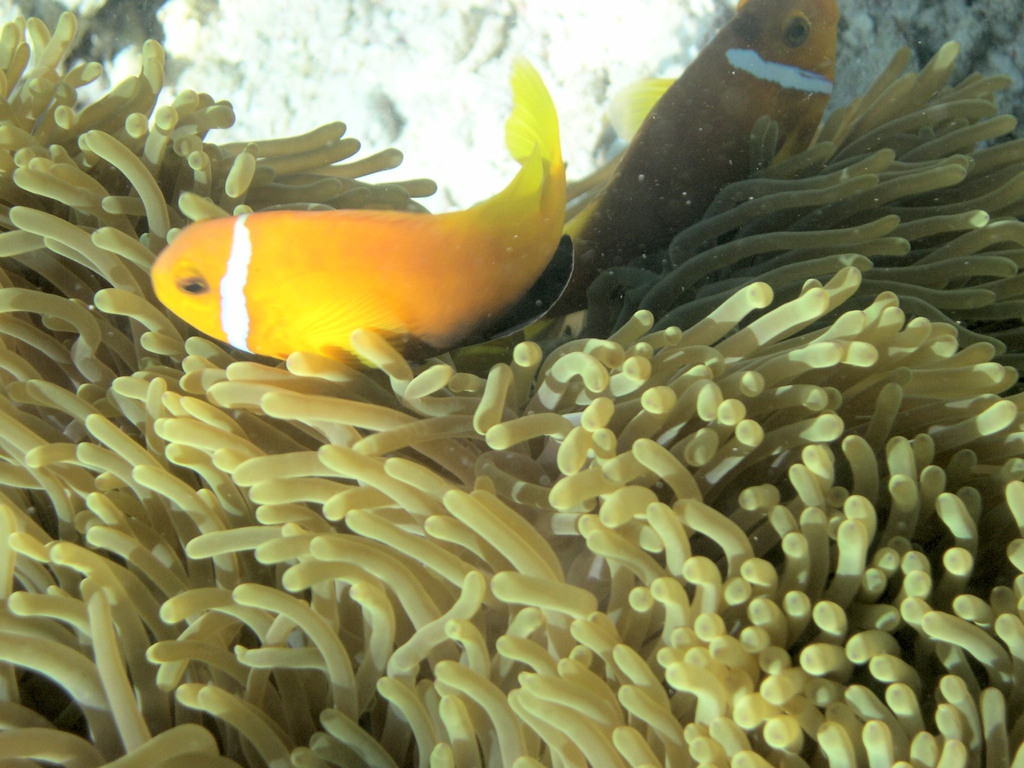 Clown Fish on Anenome