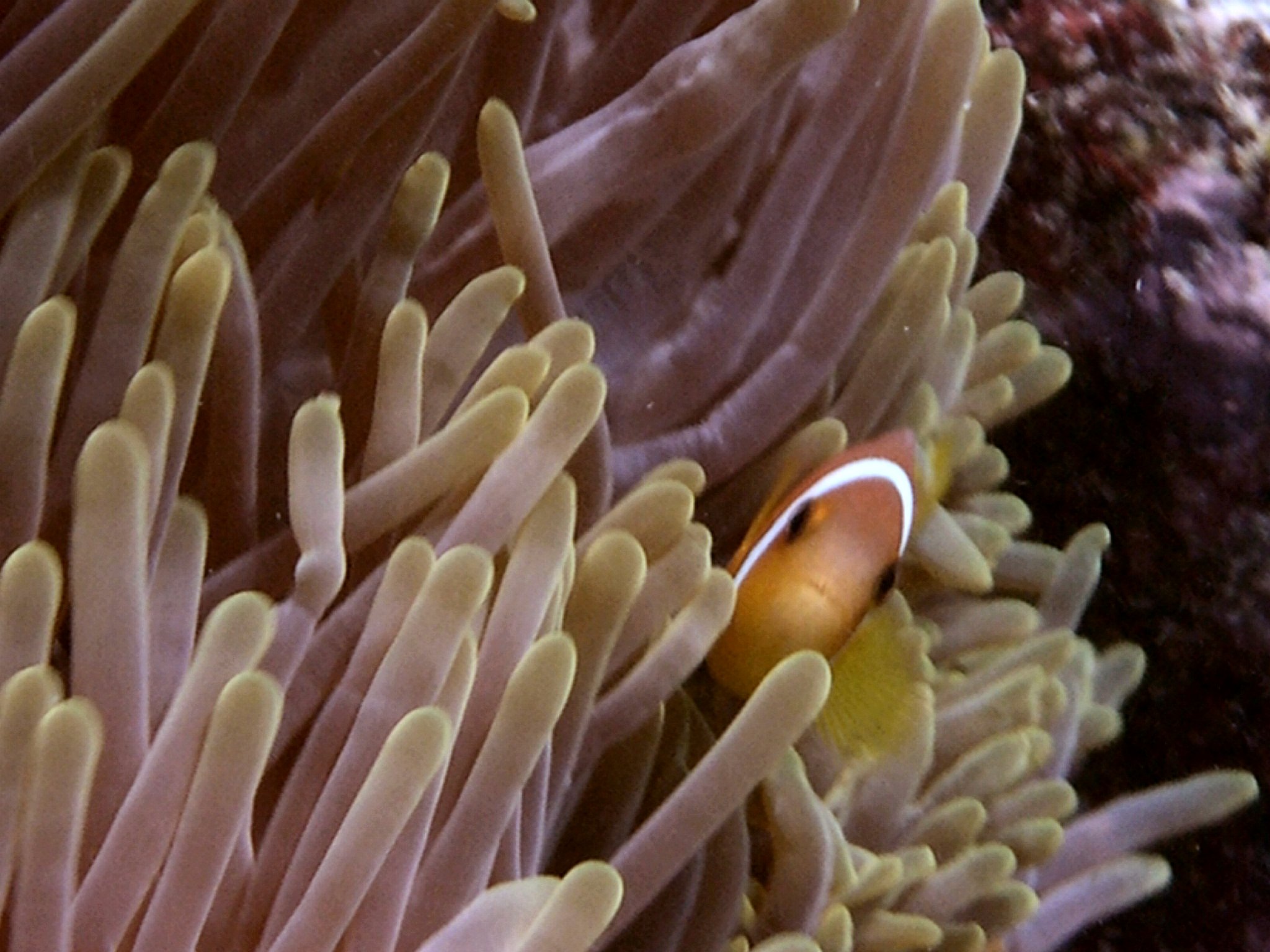 Clown Fish on Anenome