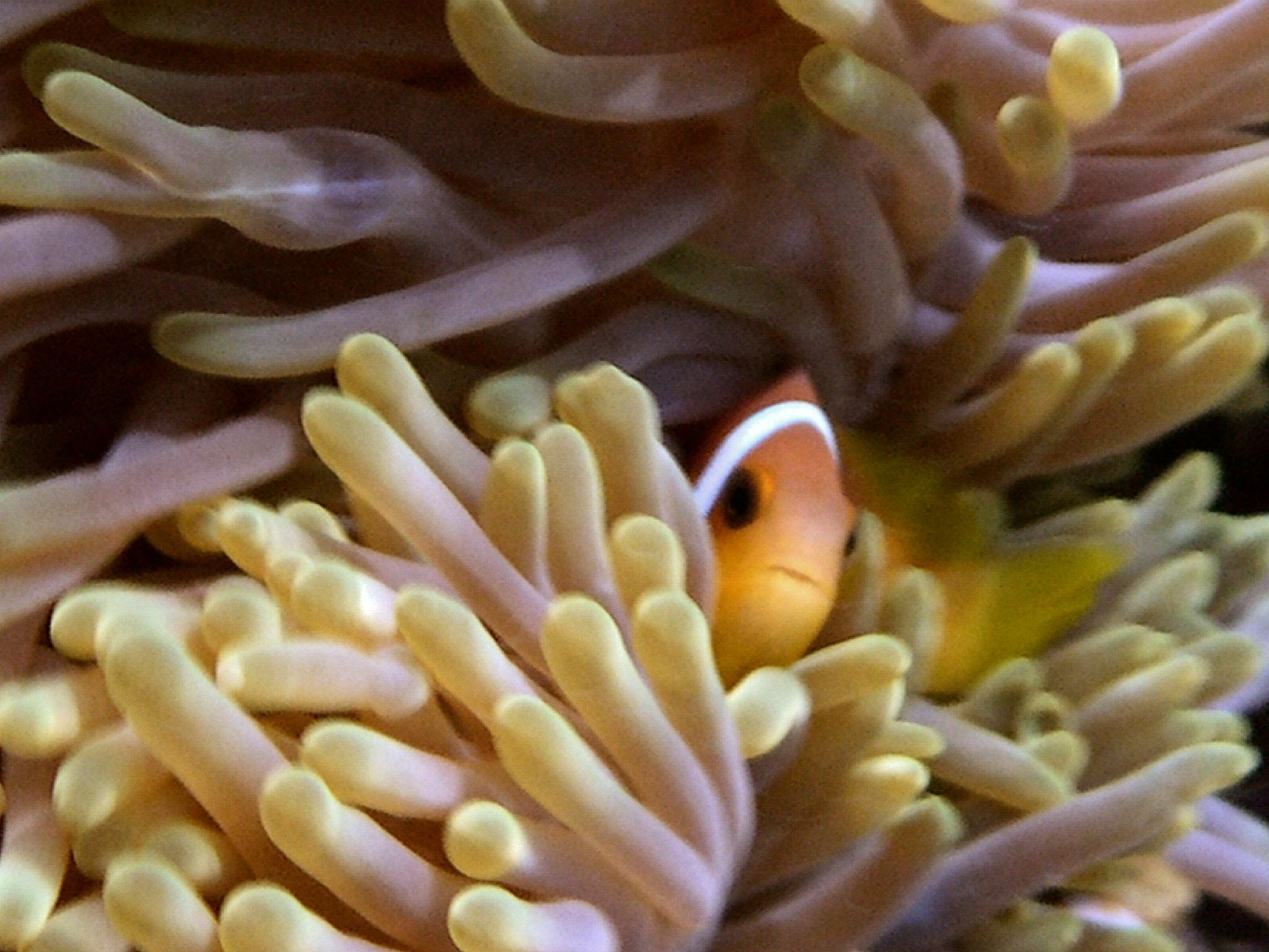 Clown Fish on Anenome