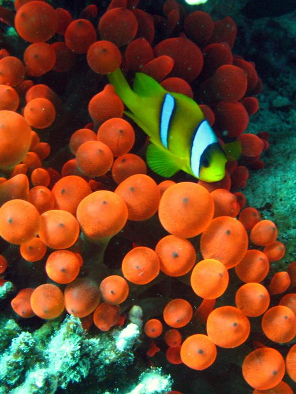 Clown fish