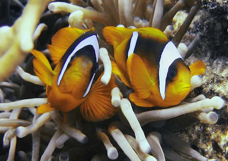 Clown fish