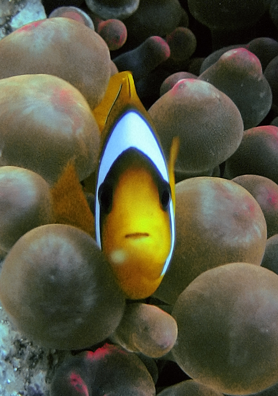 Clown fish