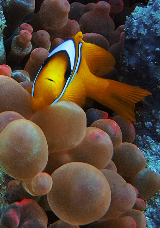 Clown fish