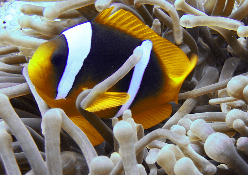 Clown fish