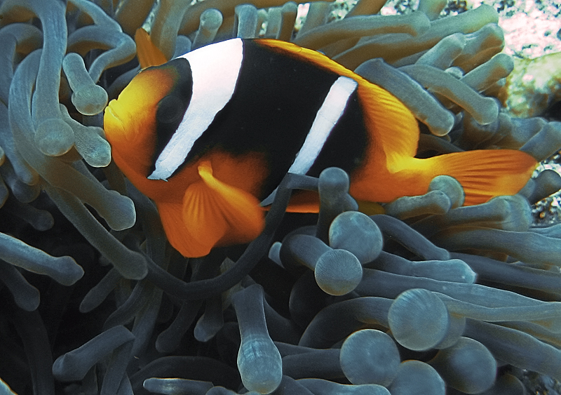 Clown fish