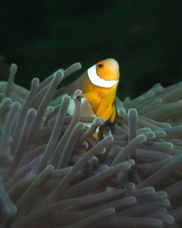 Clown-fish