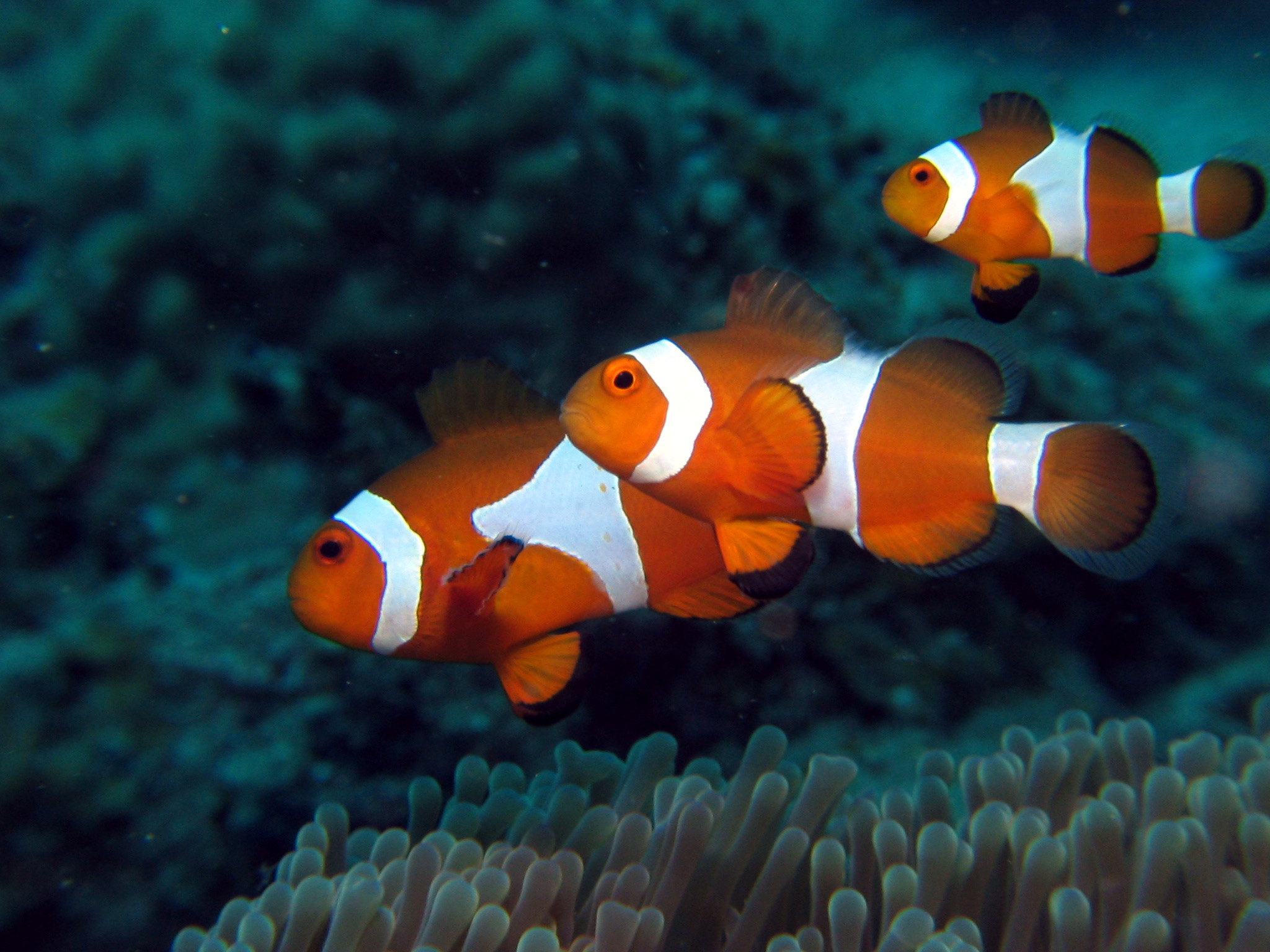 Clown Fish