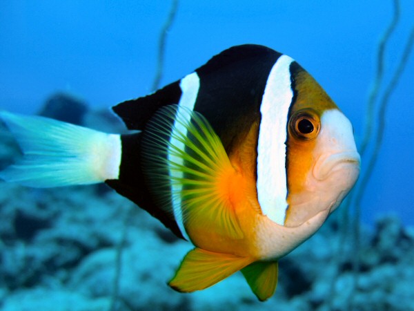 Clown Fish