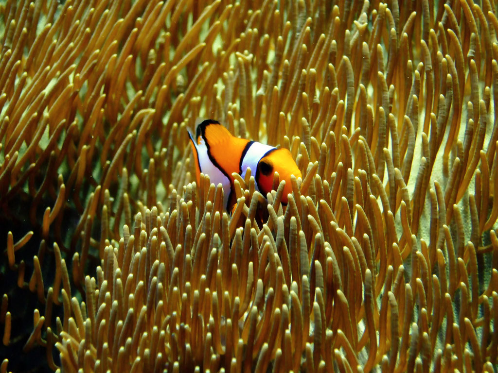 Clown Fish