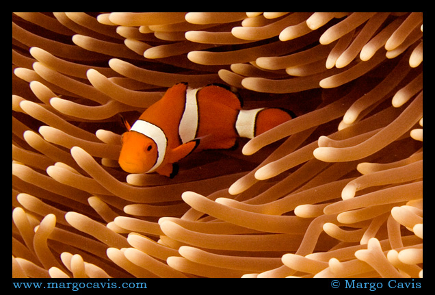 Clown Fish