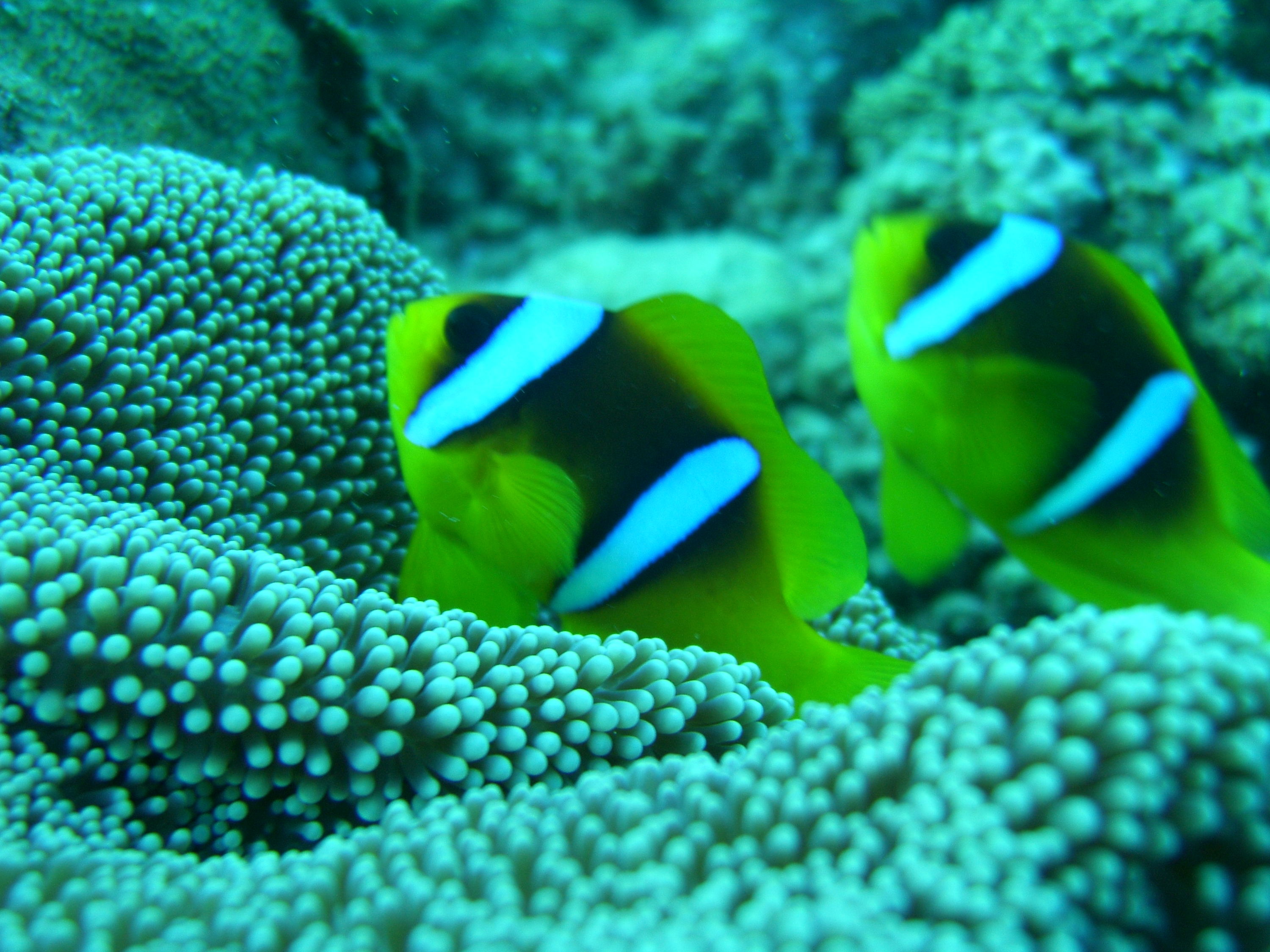 clown fishes in red sea