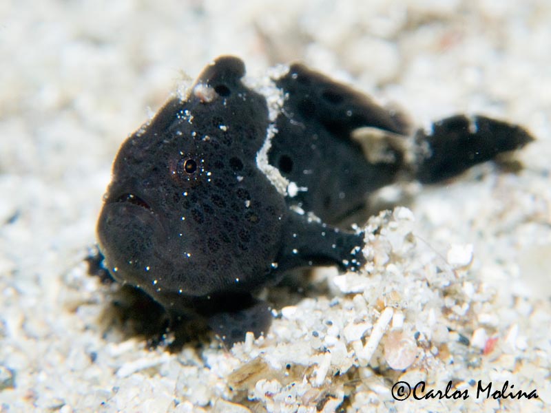 Clown frogfish