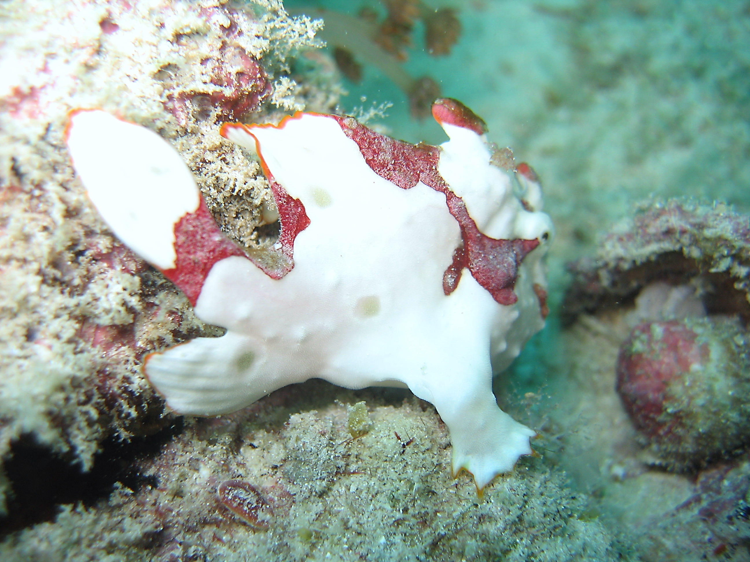 Clown Frogfish