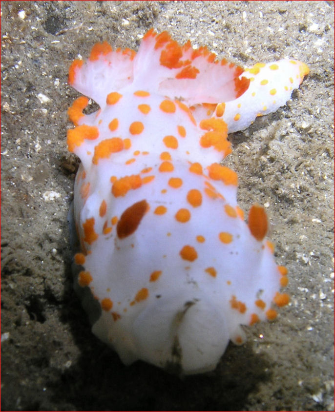 Clown Nudibranch Eats