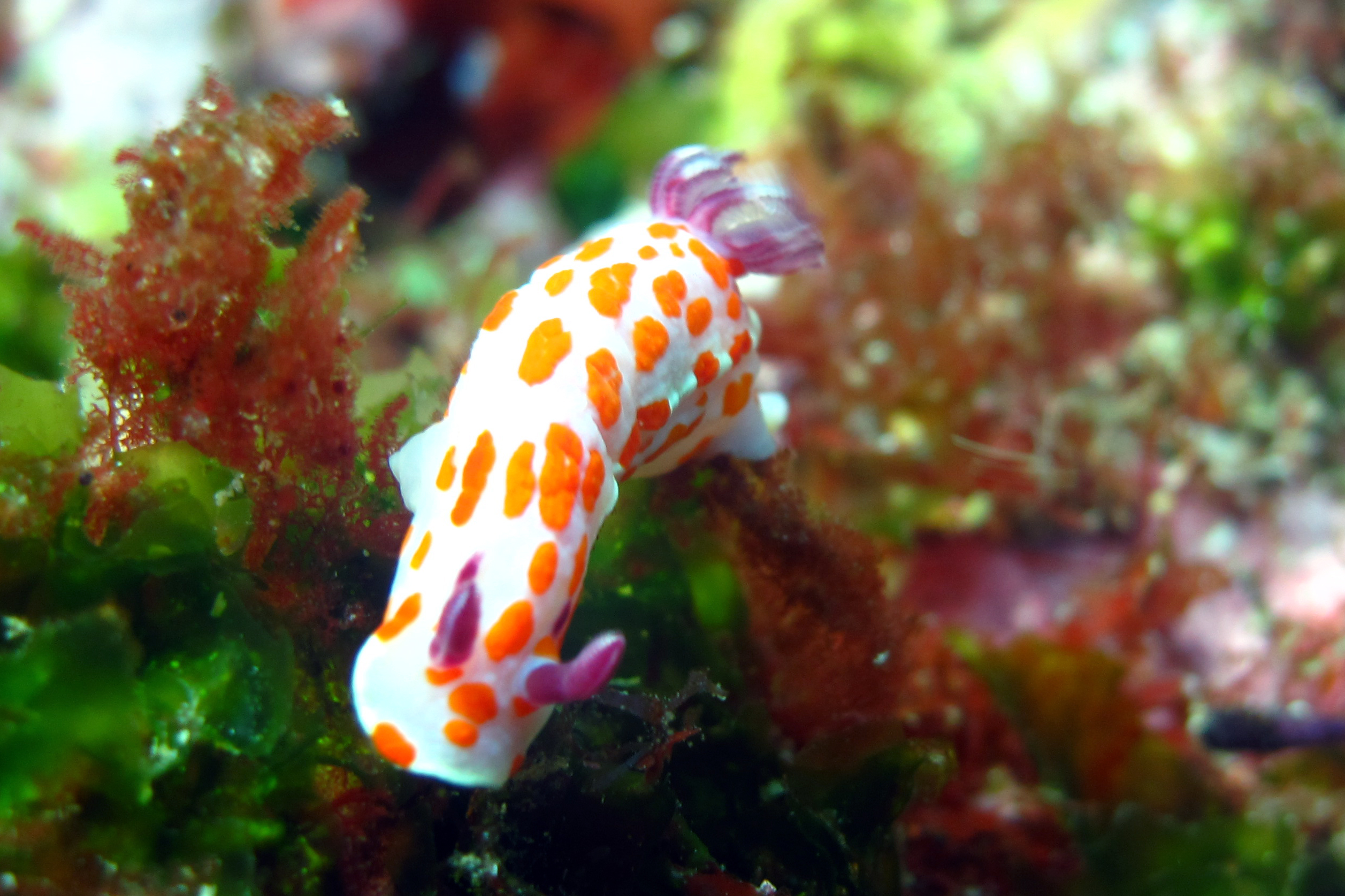 Clown Nudibranch