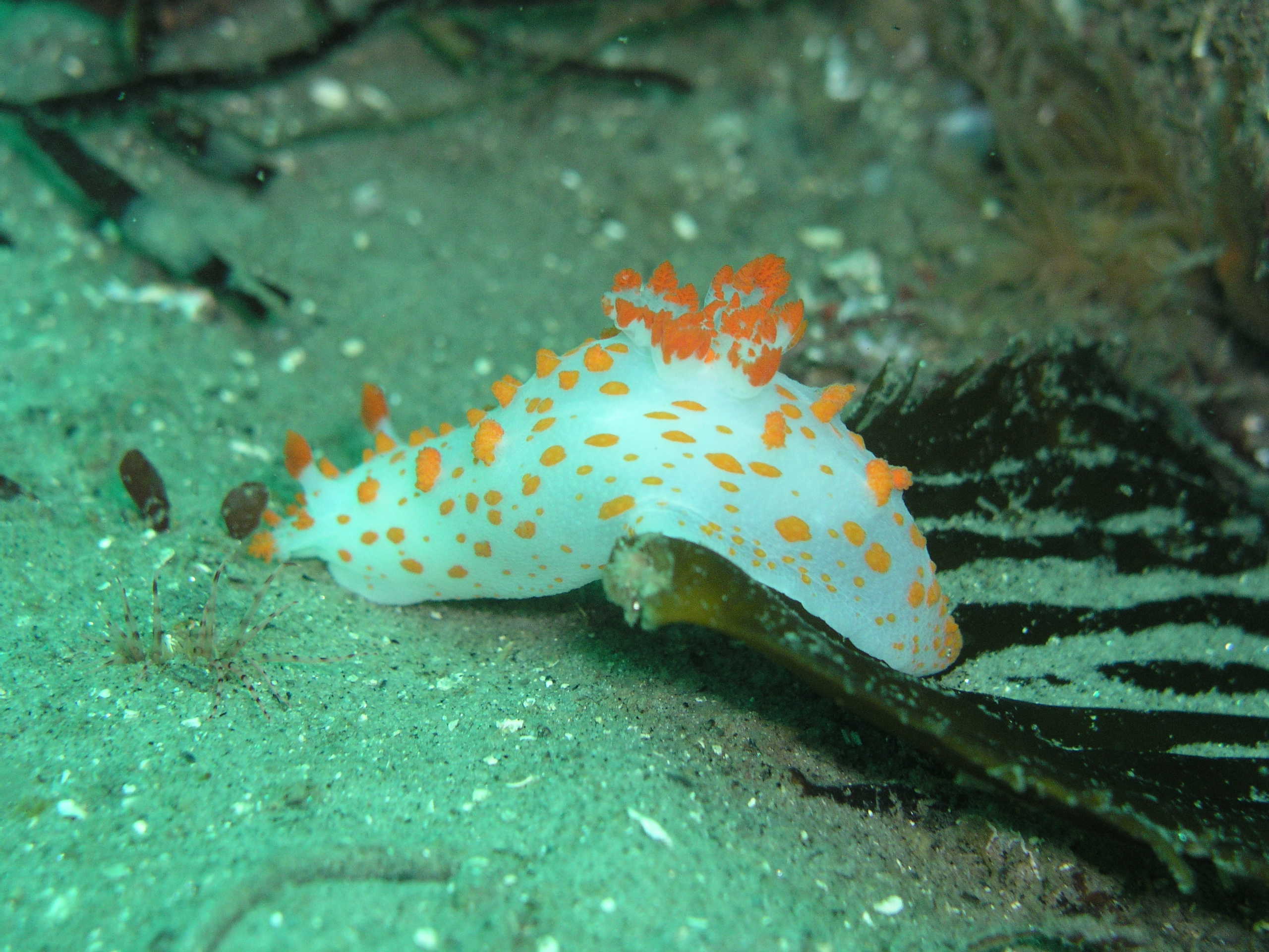 Clown (?) Nudibranch