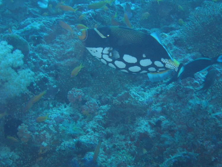 Clown Trigger Fish, Maldives