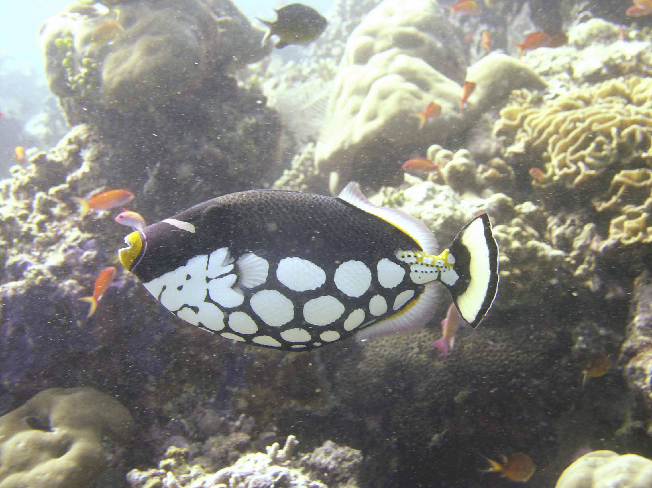 Clown Triggerfish