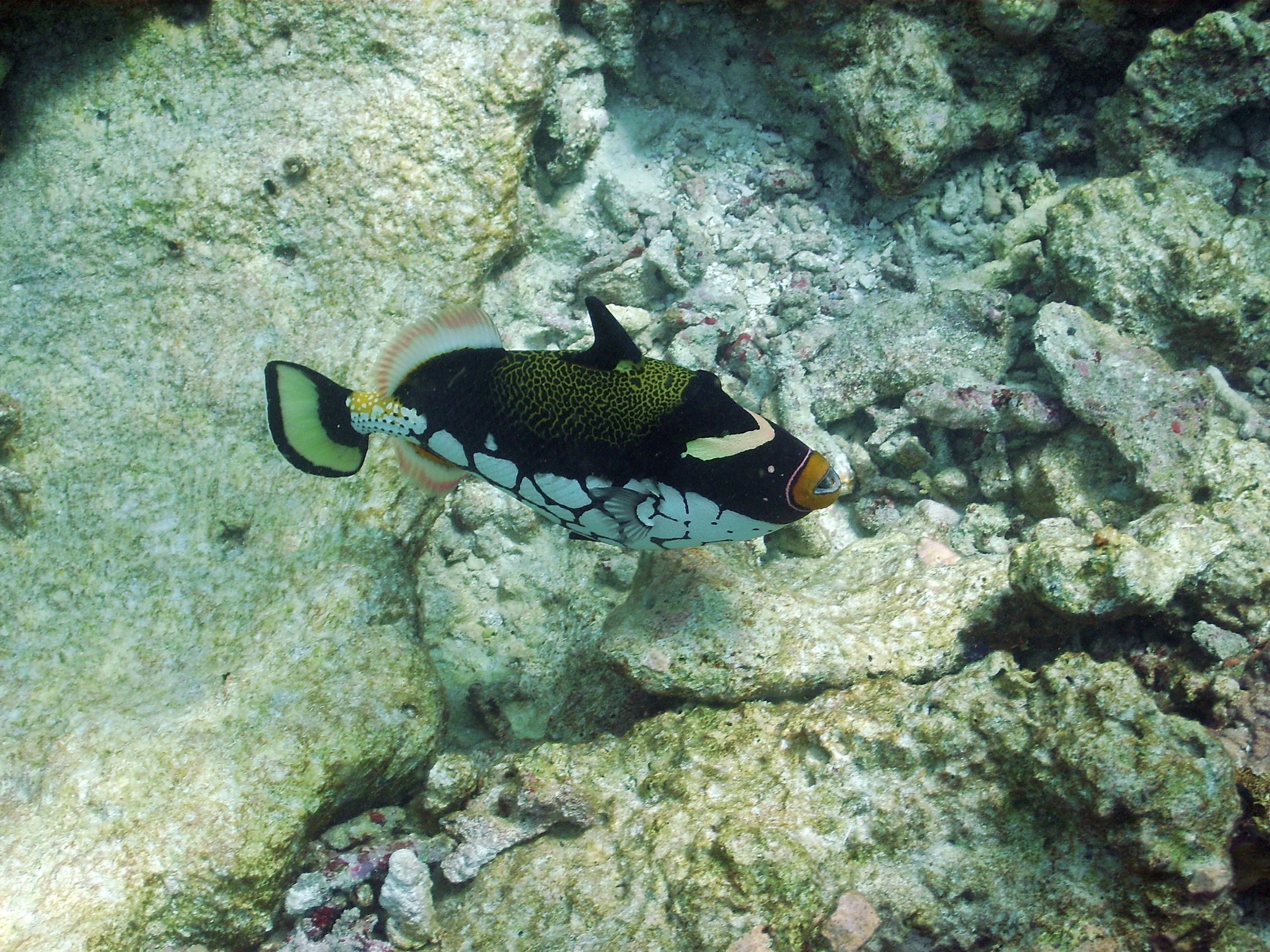 Clown Triggerfish