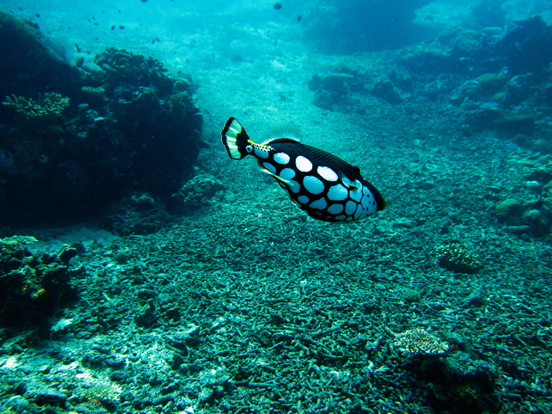 Clown Triggerfish