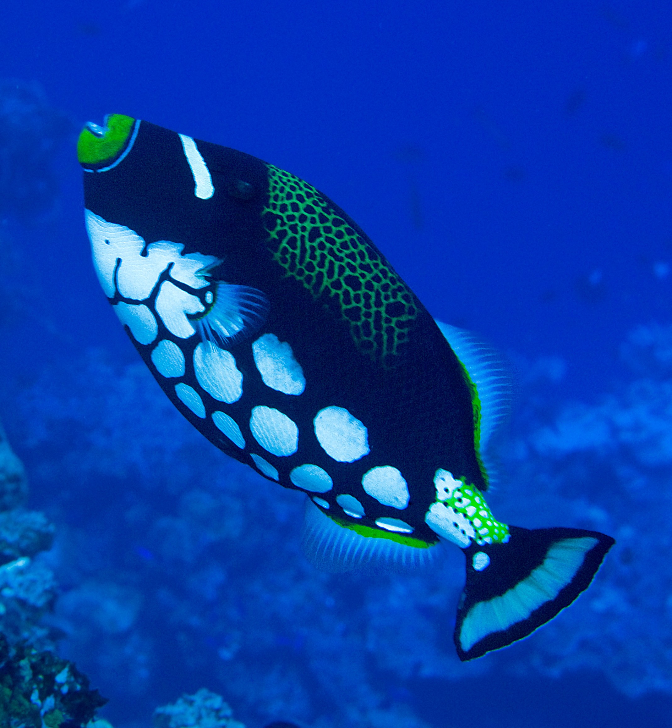 Clown Triggerfish