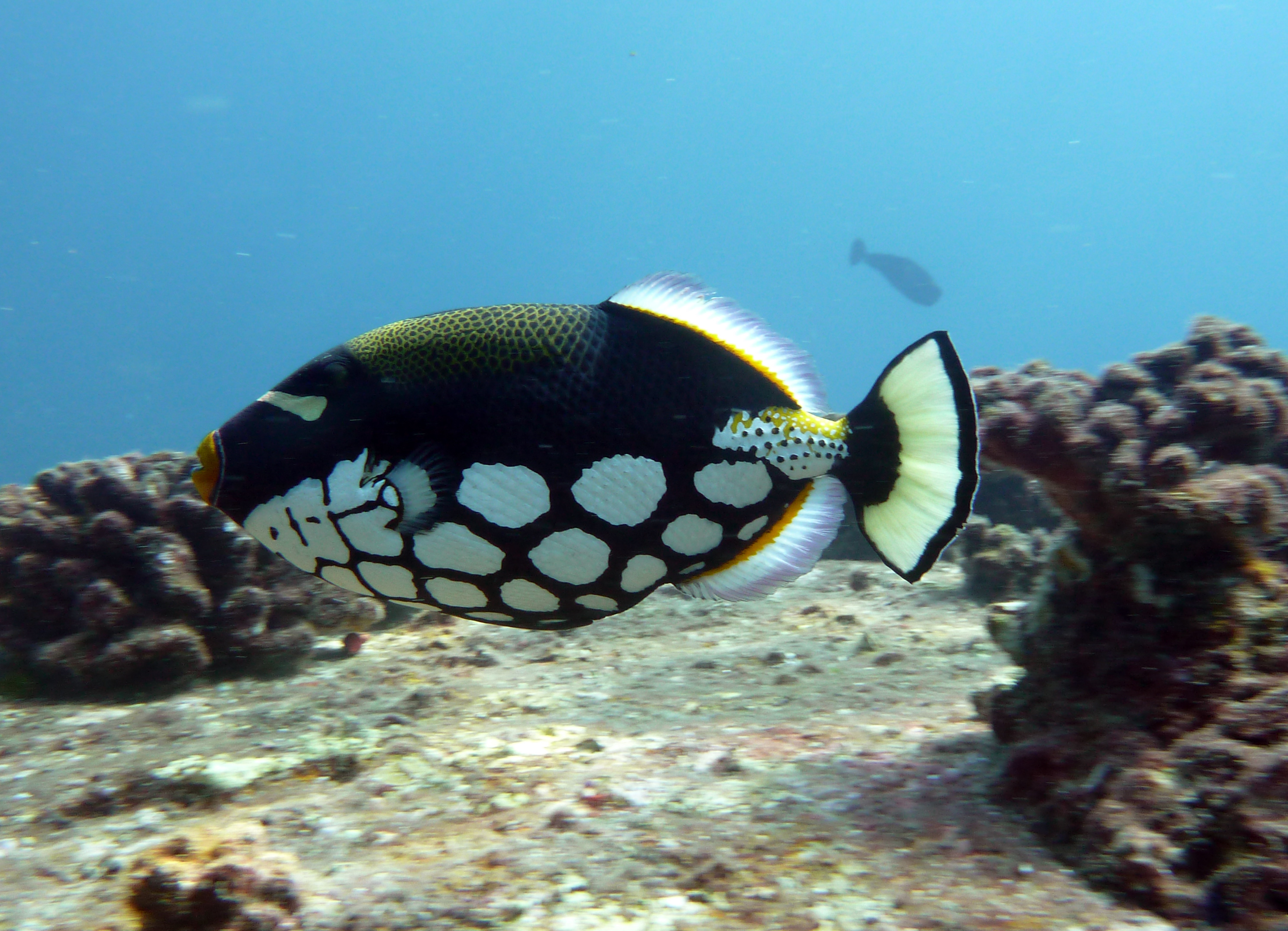 Clown Triggerfish