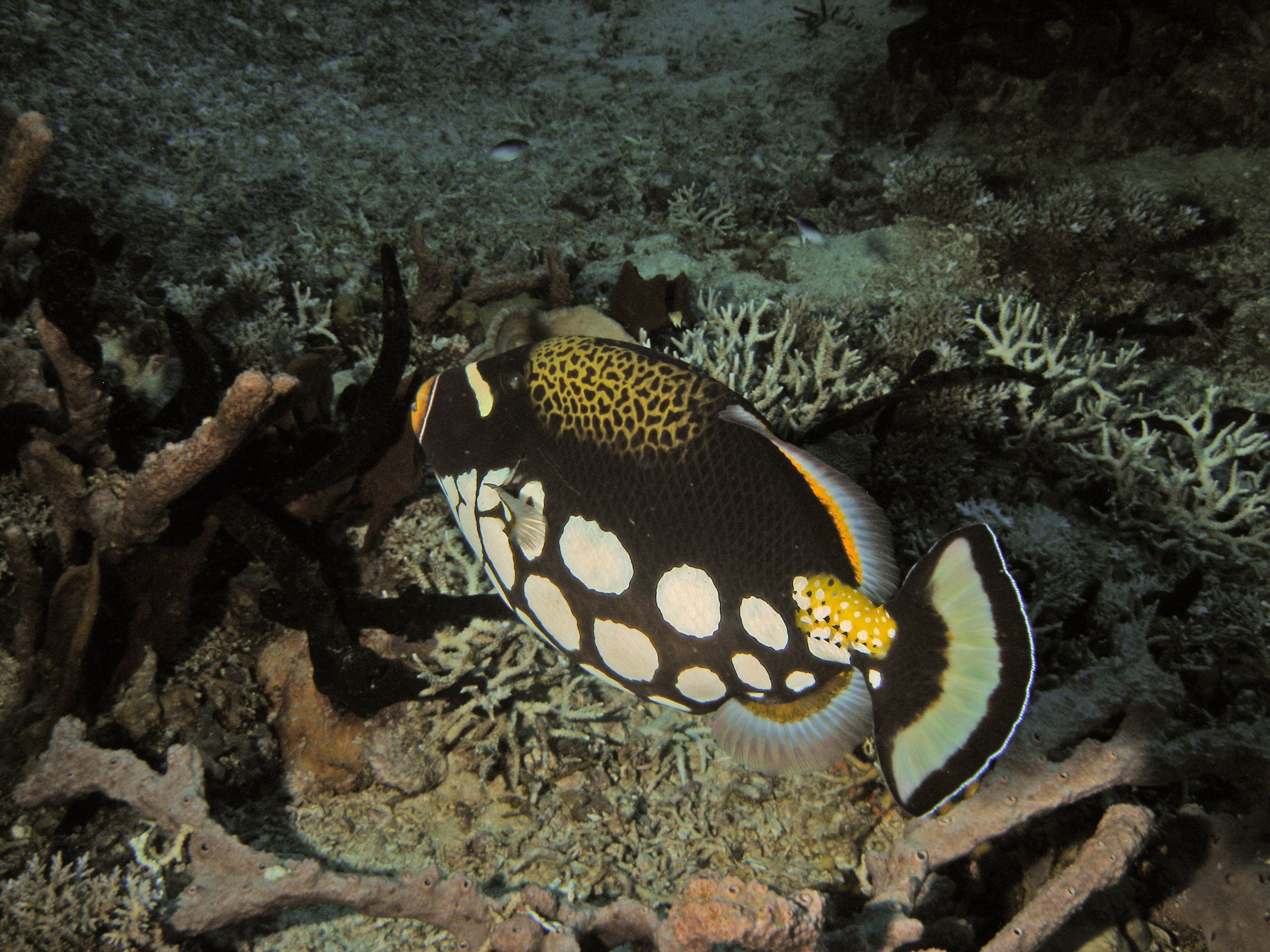 Clown Triggerfish