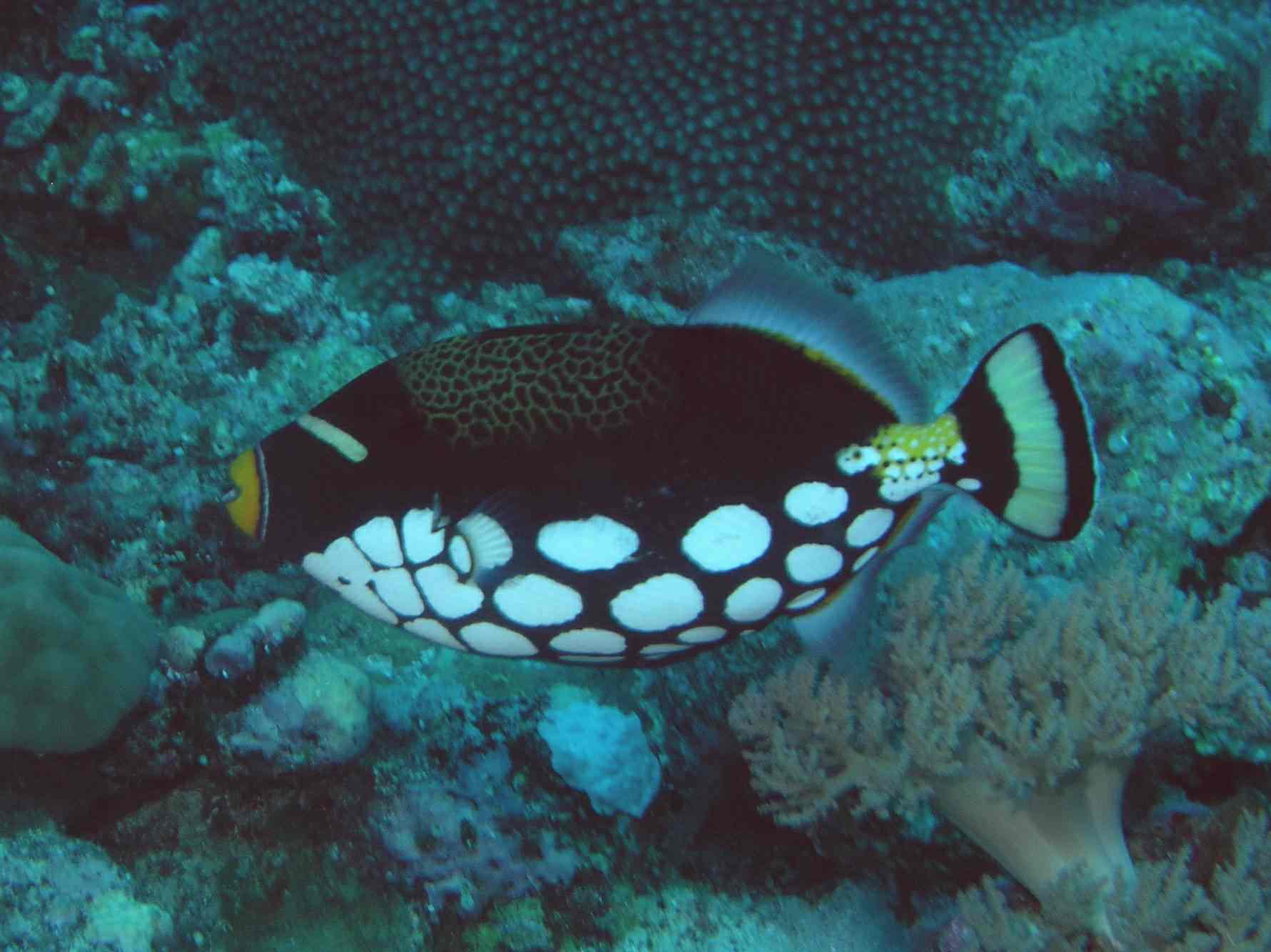 Clown Triggerfish