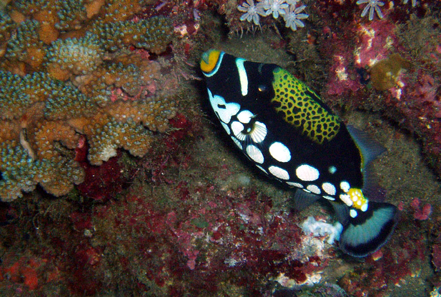 Clown Triggerfish