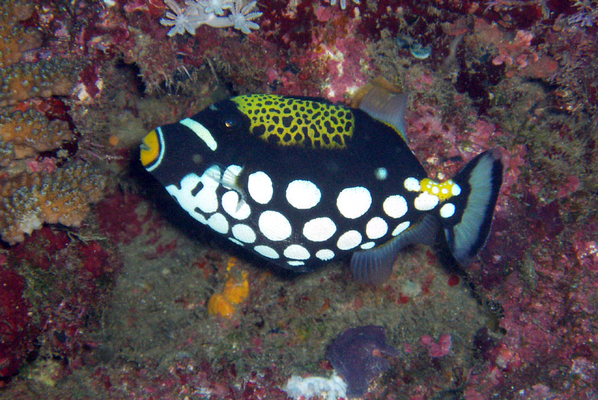 Clown Triggerfish