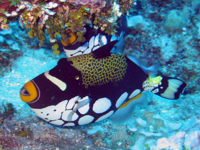 Clown Triggerfish's (Proof of Two :-)