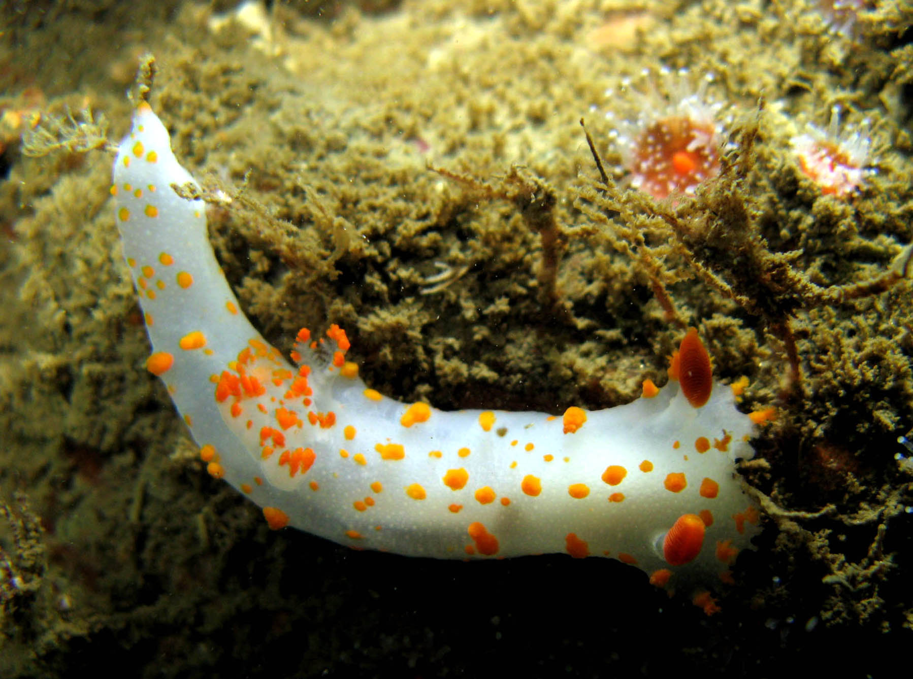 Clown_Dorid_Triopha_carpenteri_