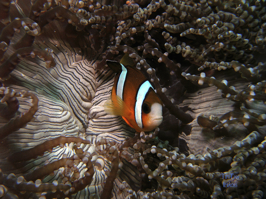 Clown_Fish1