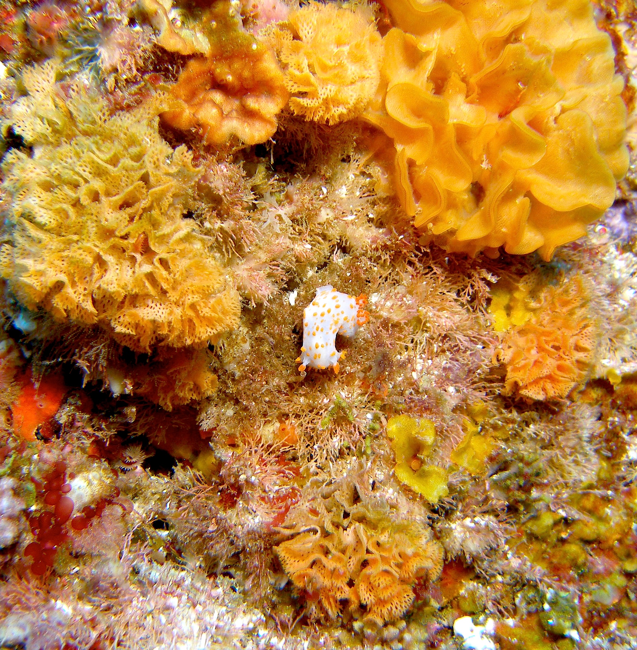 Clown_Nudi_with_Bryozoan