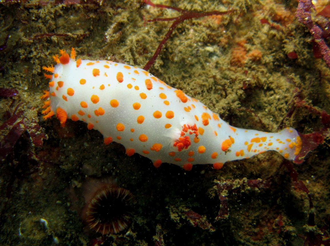 Clown_Nudibranch_Triopha_catalinae_