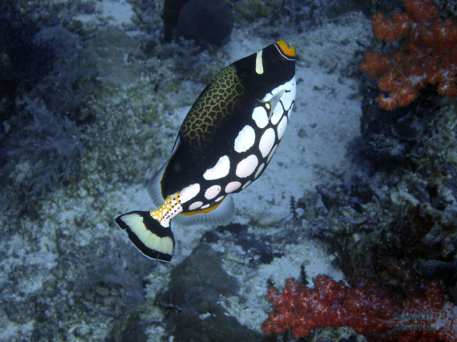 clown_triggerfish1