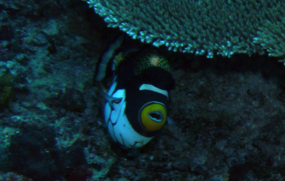 clown_triggerfish_2