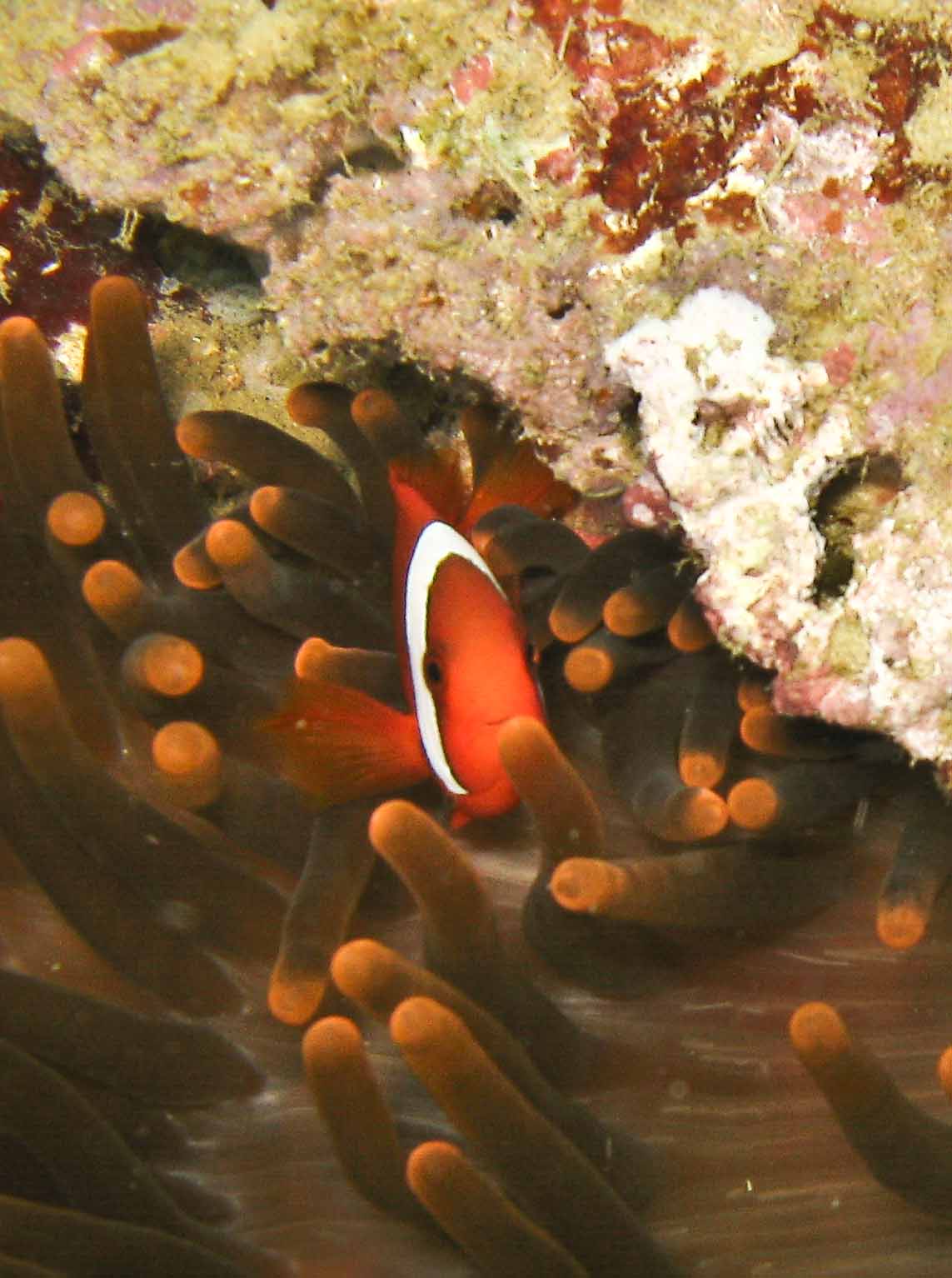 Clownfish 2