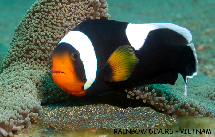 Clownfish and eggs, Rainbow Divers Vietnam