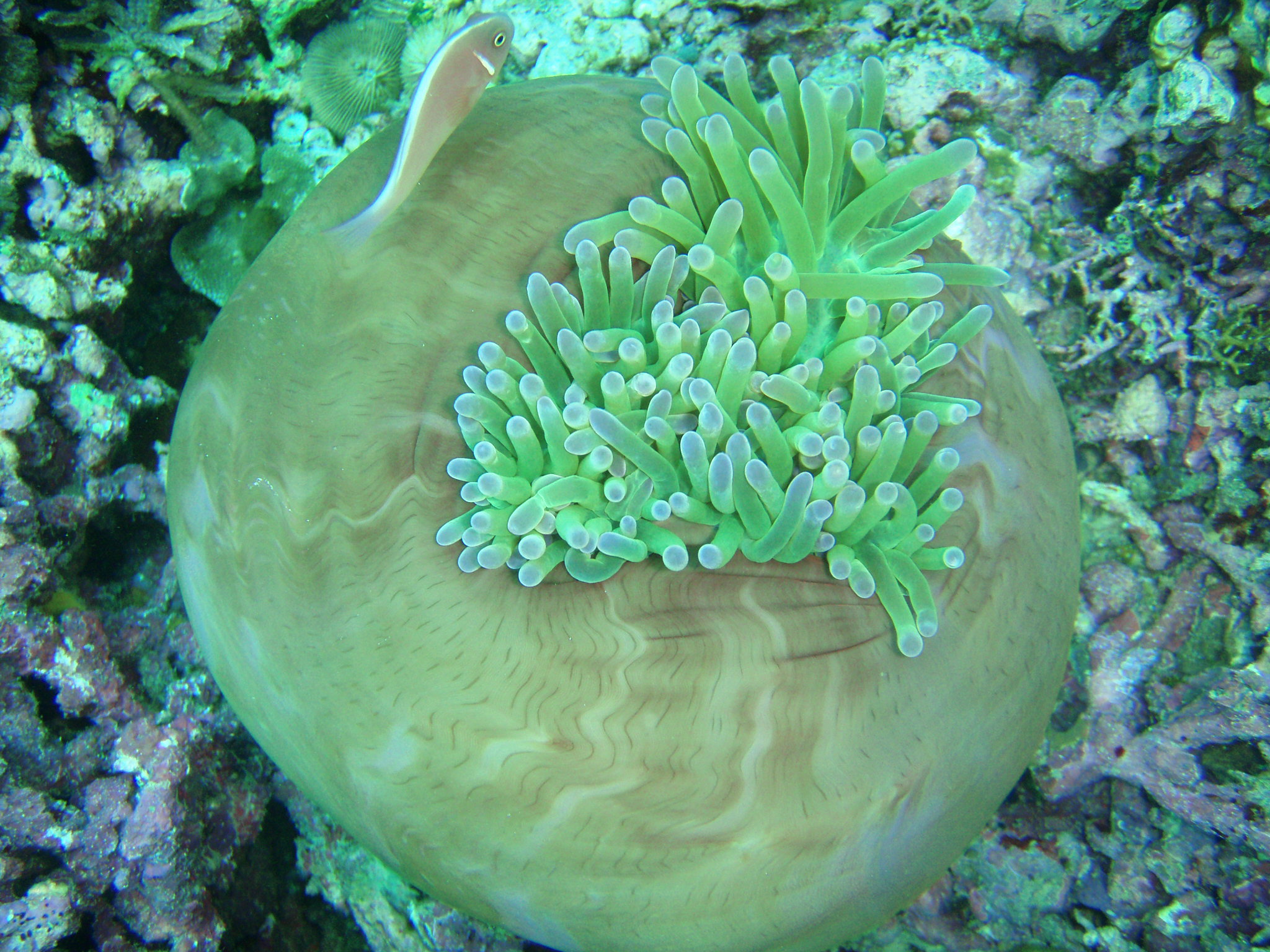 Clownfish & Anemone