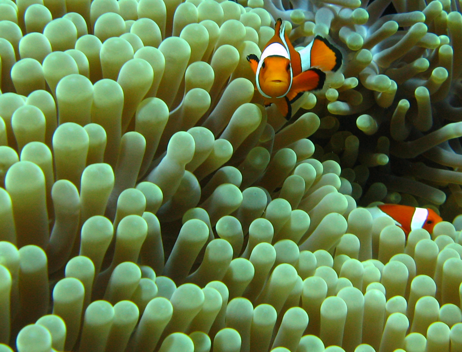 Clownfish Anemone