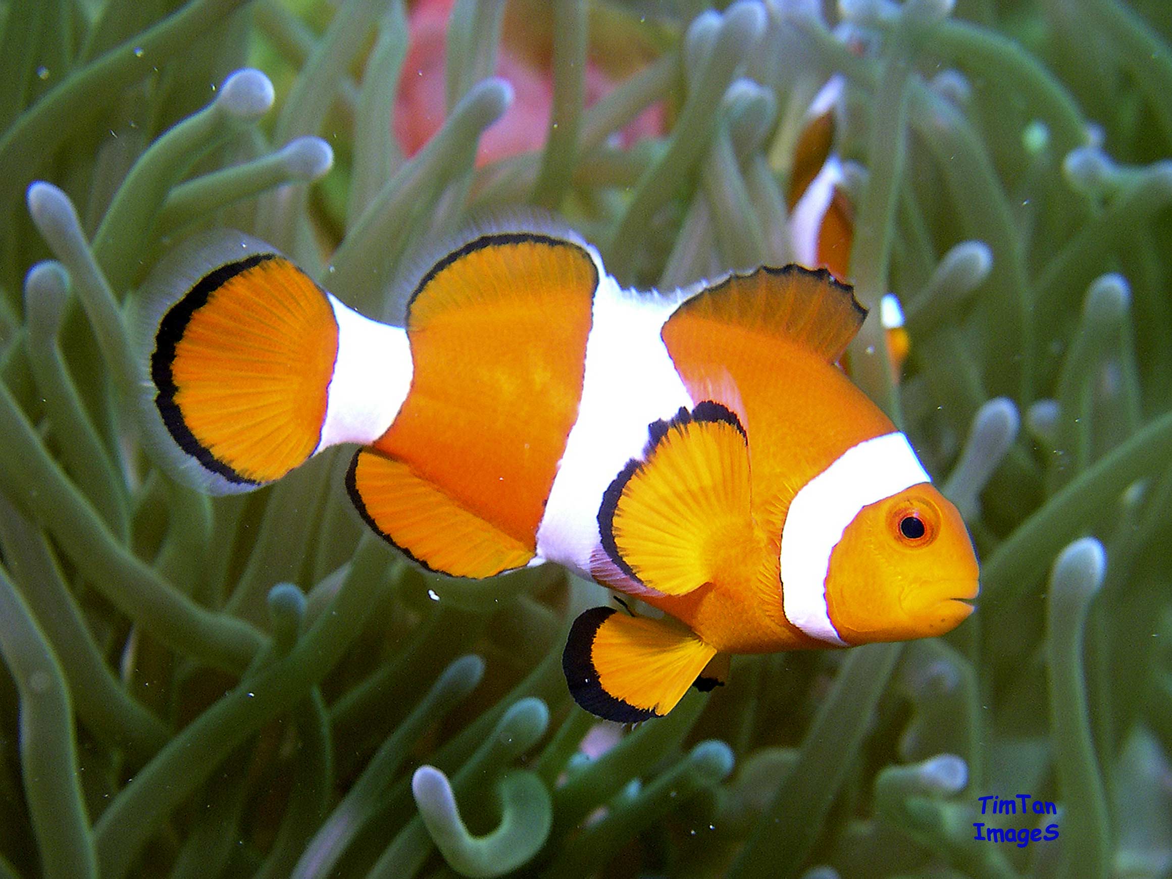 clownfish-close