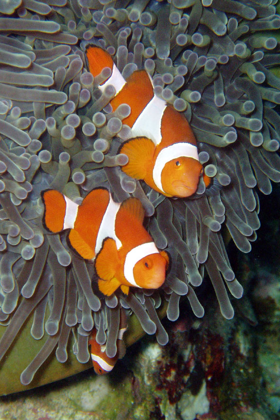 Clownfish Family