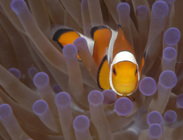 Clownfish in purple-tipped anemone