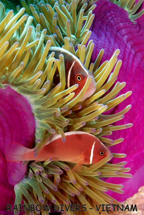 Clownfish, Nha Trang, Vietnam, Rainbow Divers