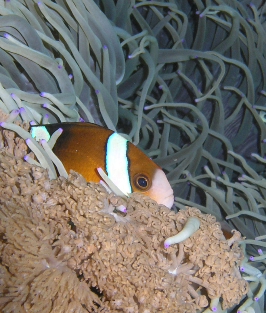 Clownfish peeks