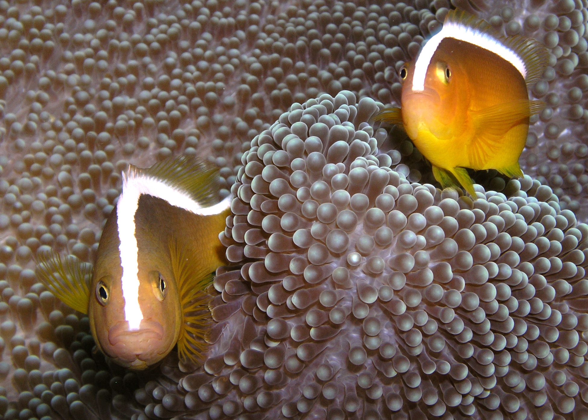 Clownfish peer