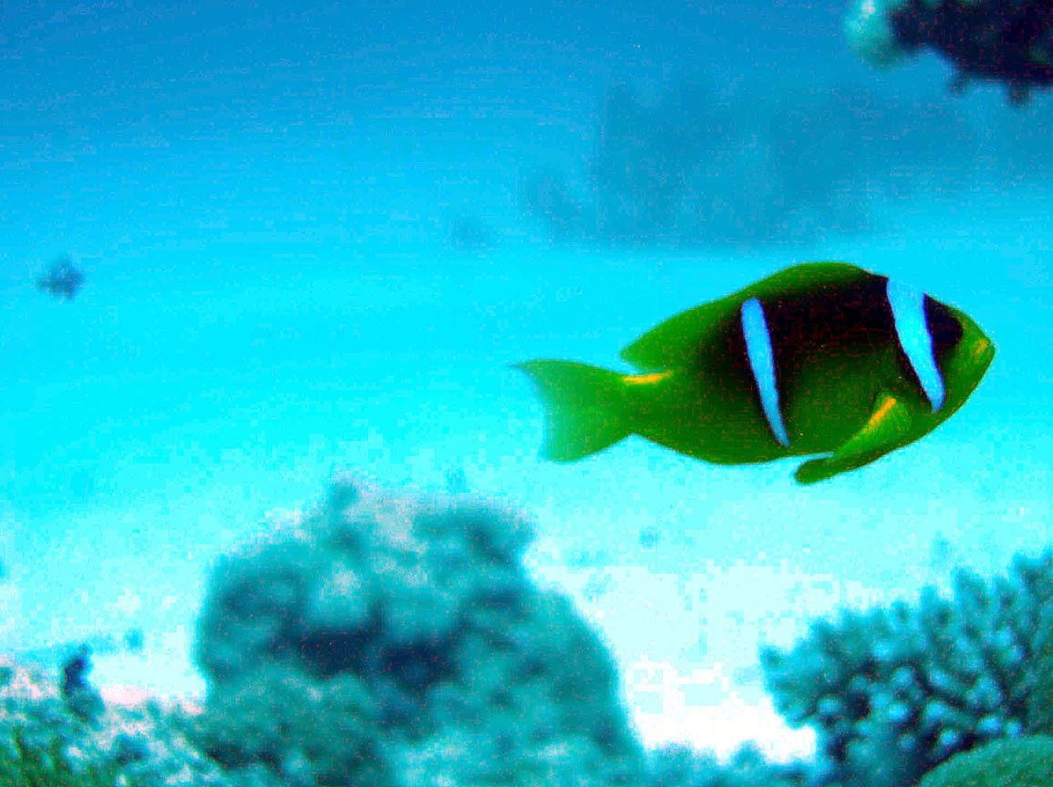 Clownfish Red Sea